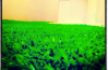 Green Edel Grass
